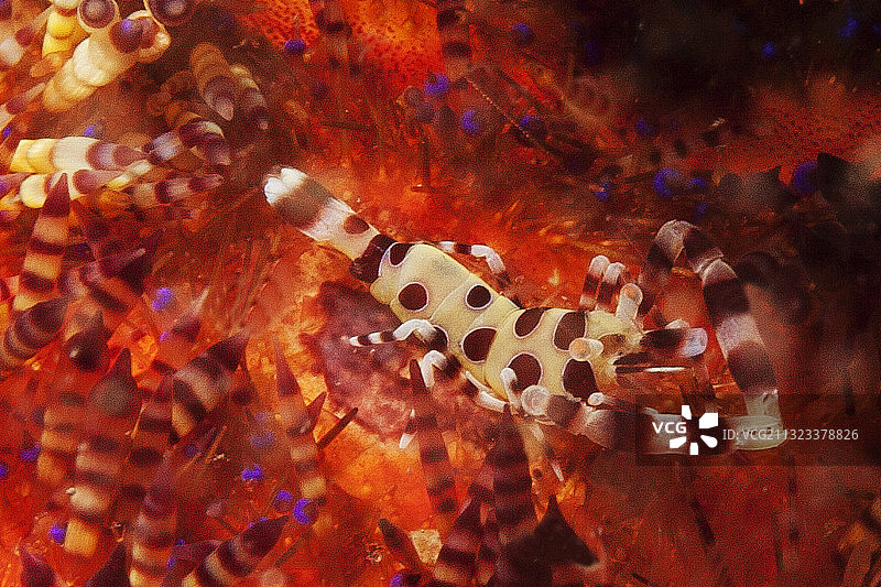 科尔曼虾在多变的火焰海胆中图片素材