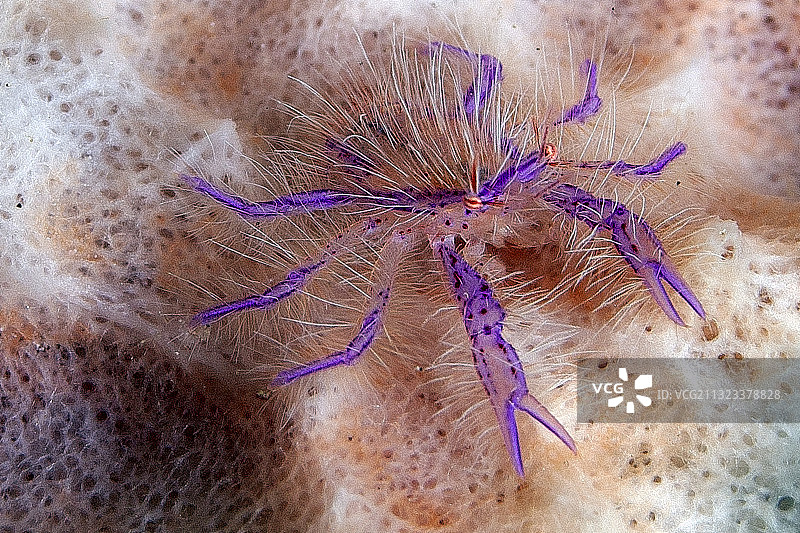 毛茸茸的蹲龙虾图片素材