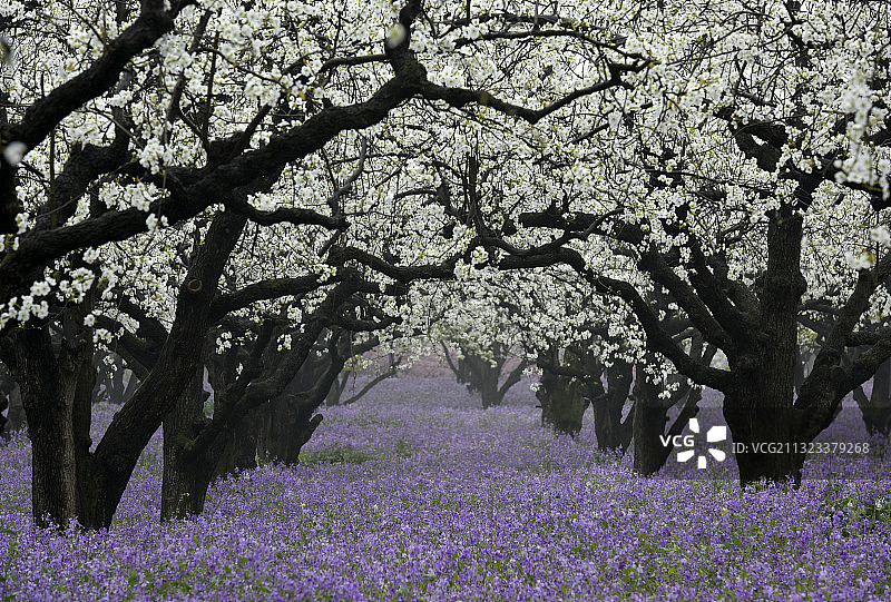 江苏省宿迁市三台山森林公园景区图片素材