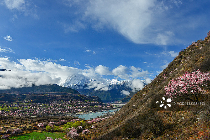 西藏林芝雅鲁藏布江大峡谷的桃花和雪山图片素材