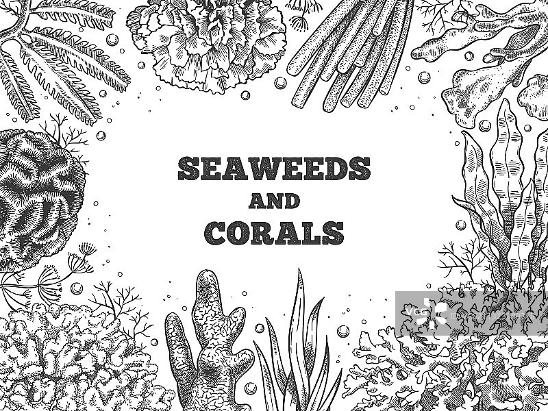 海苔背景下的水生植物和珊瑚礁图片素材