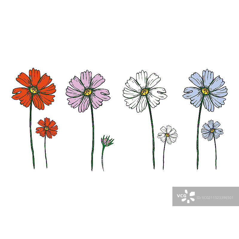 秋英花绘画图片素材