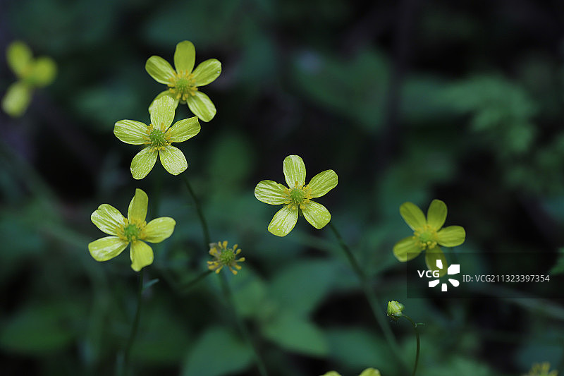 猫爪草图片素材