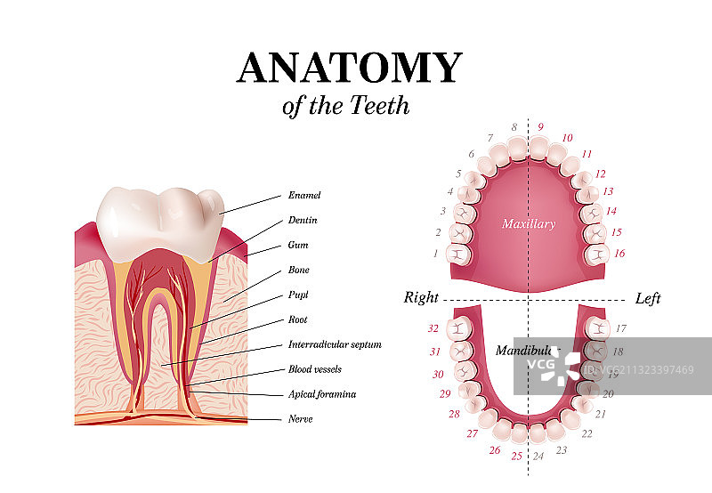 口腔护理健康概念海报banner图片素材