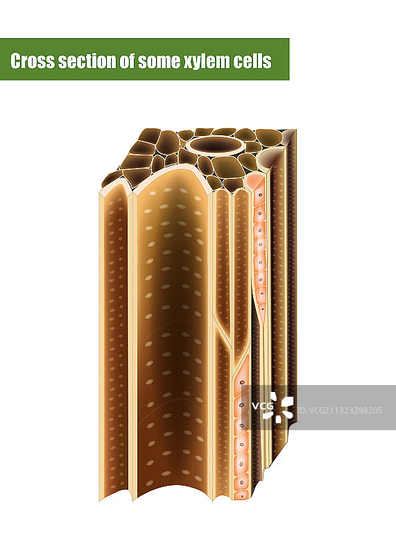 木质部细胞横截面图片素材