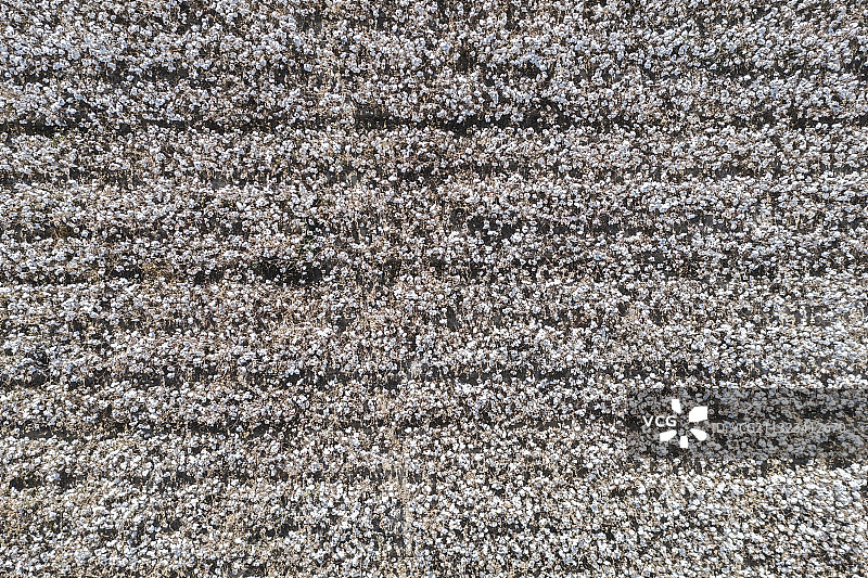 新疆棉花航拍图片素材