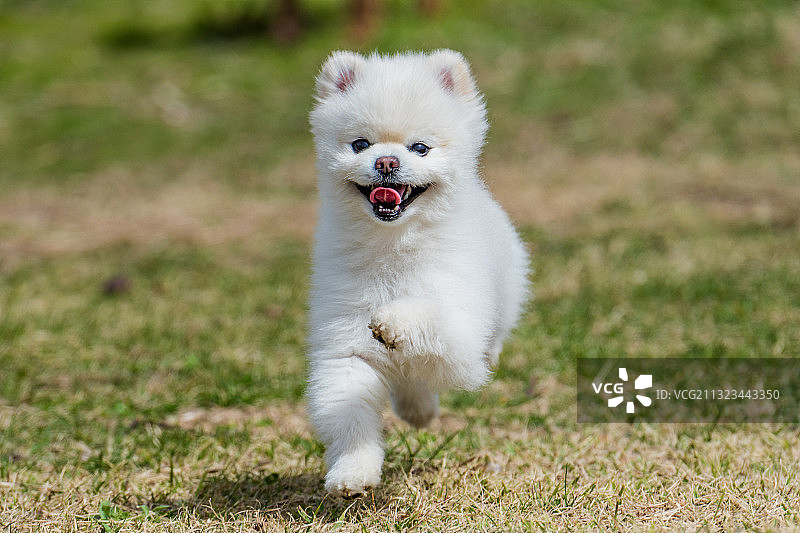 飞奔而来图片素材