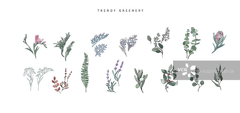 手绘花卉枝条婚礼草本植物图片素材