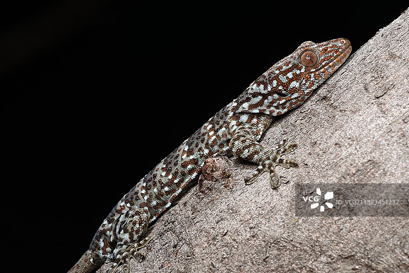 大壁虎图片素材