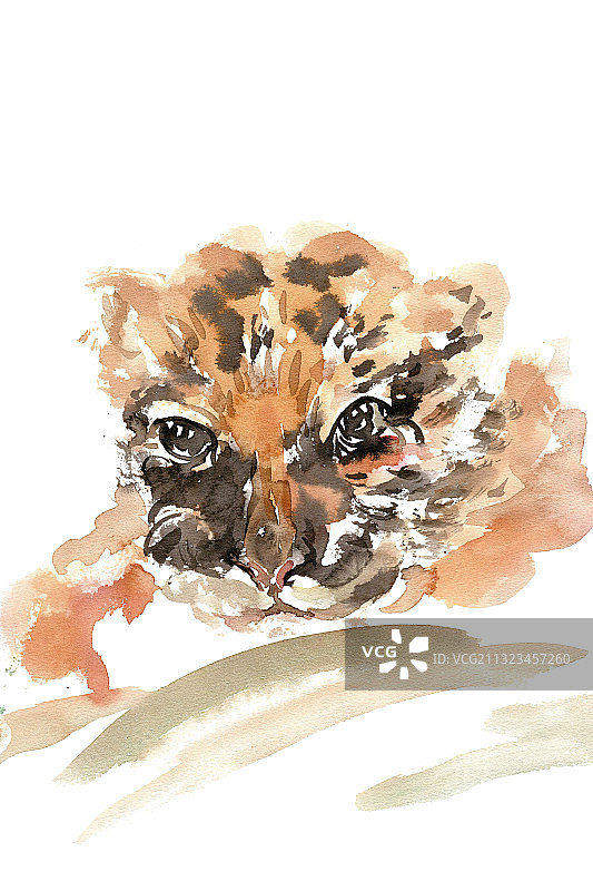 可爱的小老虎图片素材