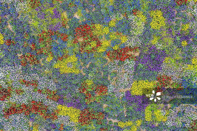 花海色块，江苏南京图片素材