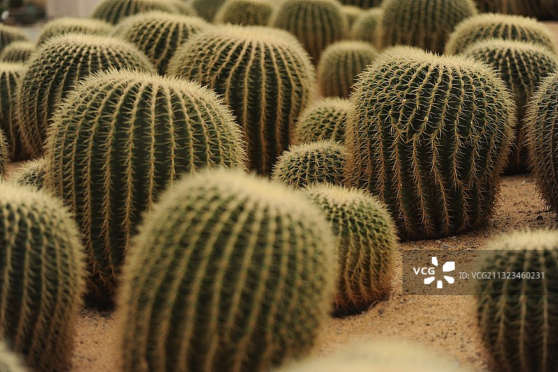 仙人掌图片素材