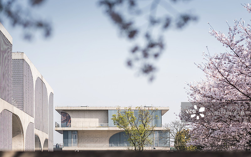 龙美术馆樱花季图片素材