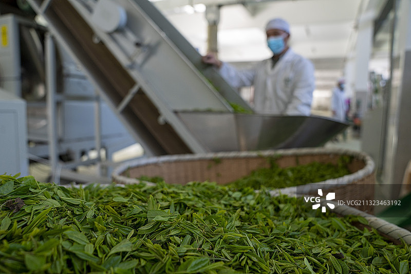 恩施玉露茶叶的加工制作过程图片素材