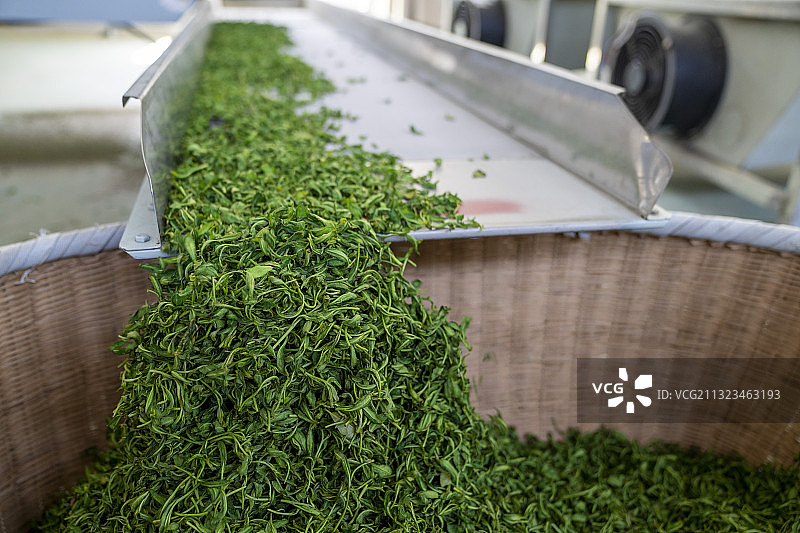 恩施玉露茶叶的加工制作过程图片素材