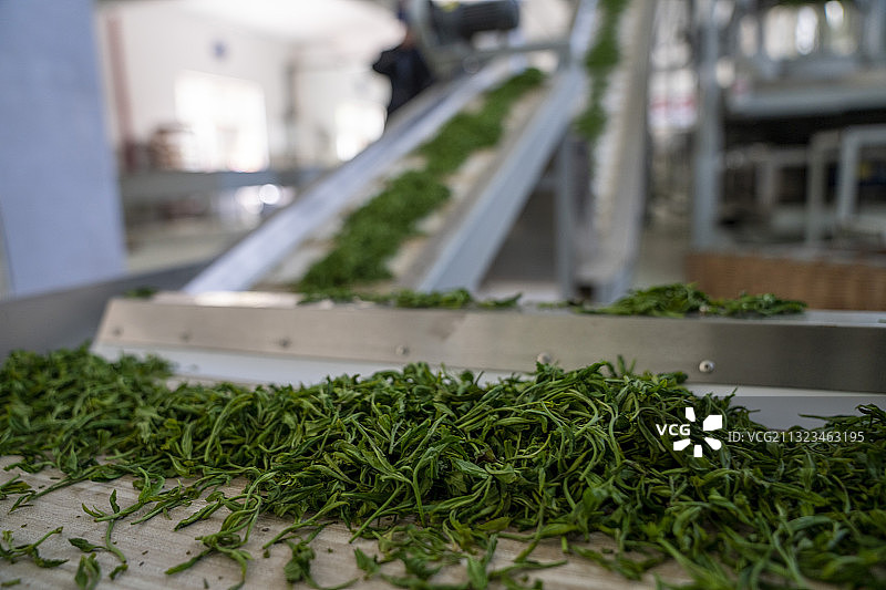恩施玉露茶叶的加工制作过程图片素材