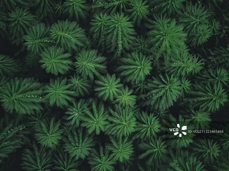 生机盎然的狐尾藻图片素材