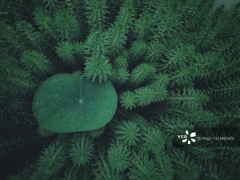 荷叶与狐尾藻图片素材