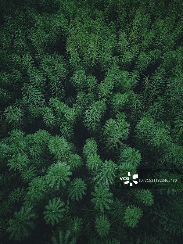 狐尾藻图片素材