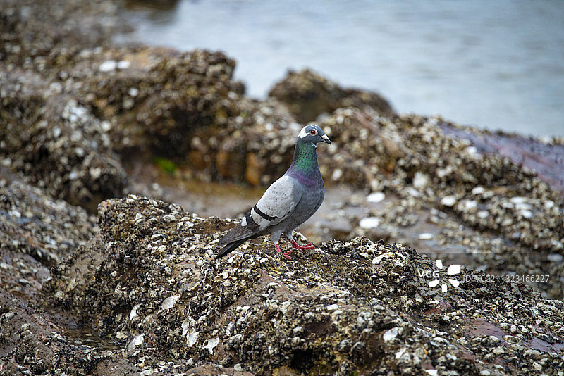 海边的鸽子图片素材