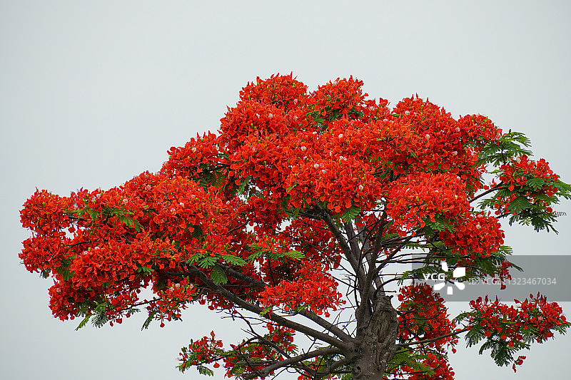 盛开的凤凰木图片素材