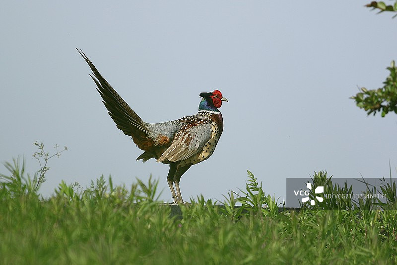环颈雉图片素材