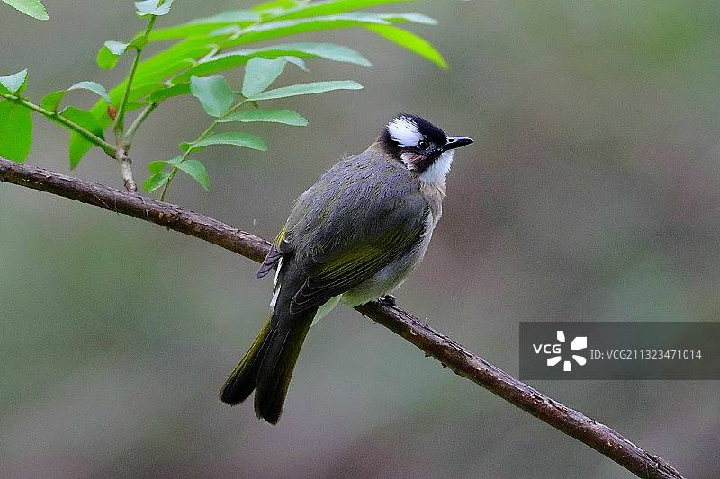 白头鹎图片素材