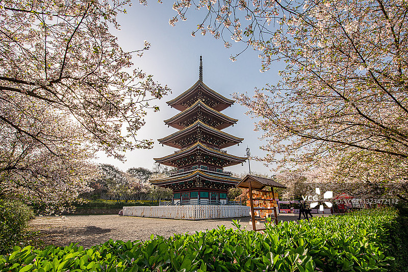 武汉市东湖风景区樱花园图片素材