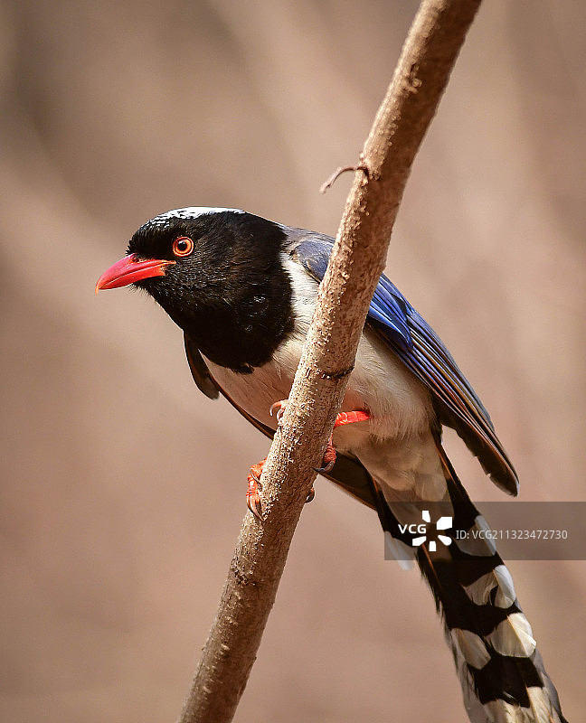 红嘴蓝鹊图片素材