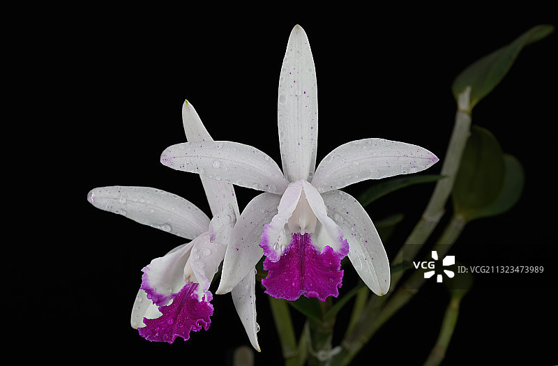 C.intermedia卡特兰图片素材