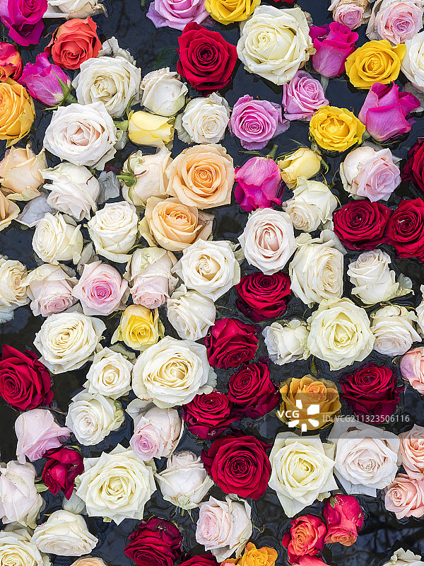 多种彩色玫瑰花图片素材