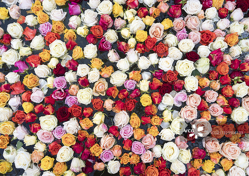 多种彩色玫瑰花图片素材