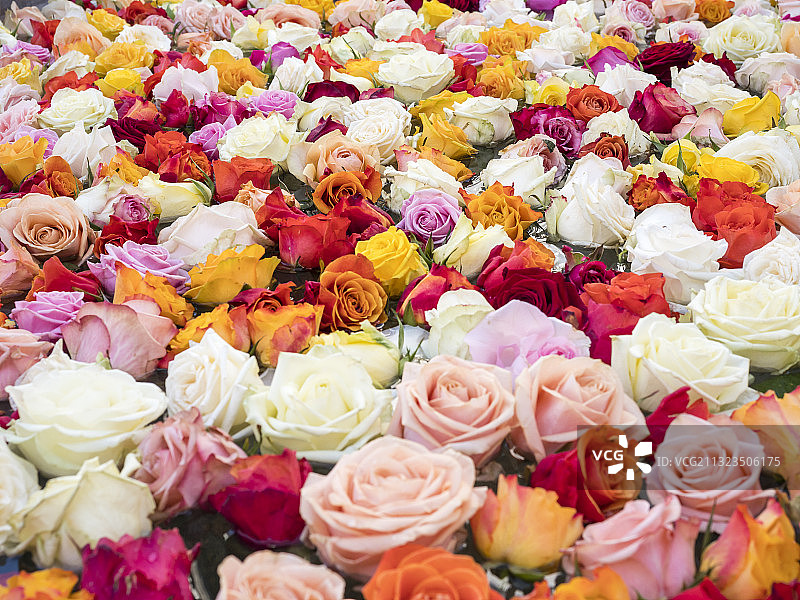多种彩色玫瑰花图片素材