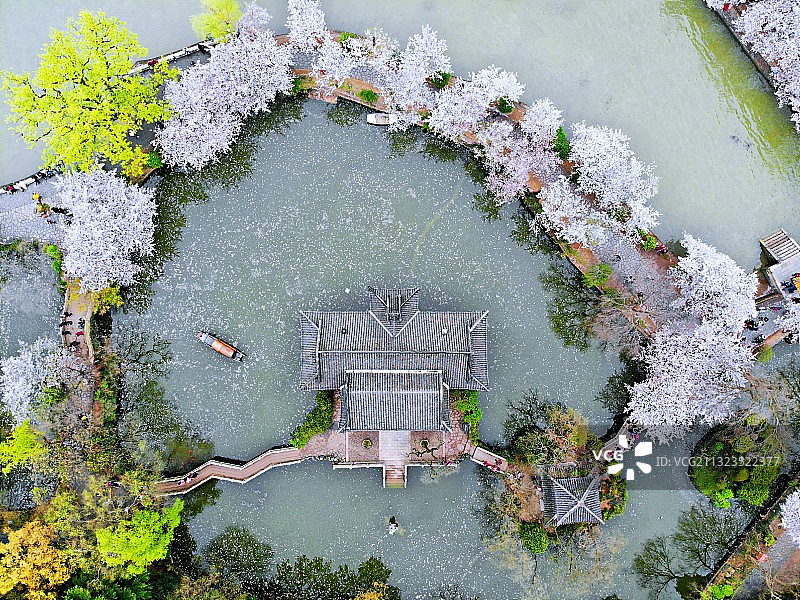 鼋头渚樱花图片素材