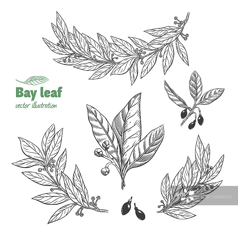 月桂叶合集图片素材