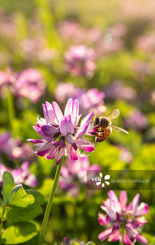 春天蜜蜂在红色的紫云英花朵上授粉图片素材