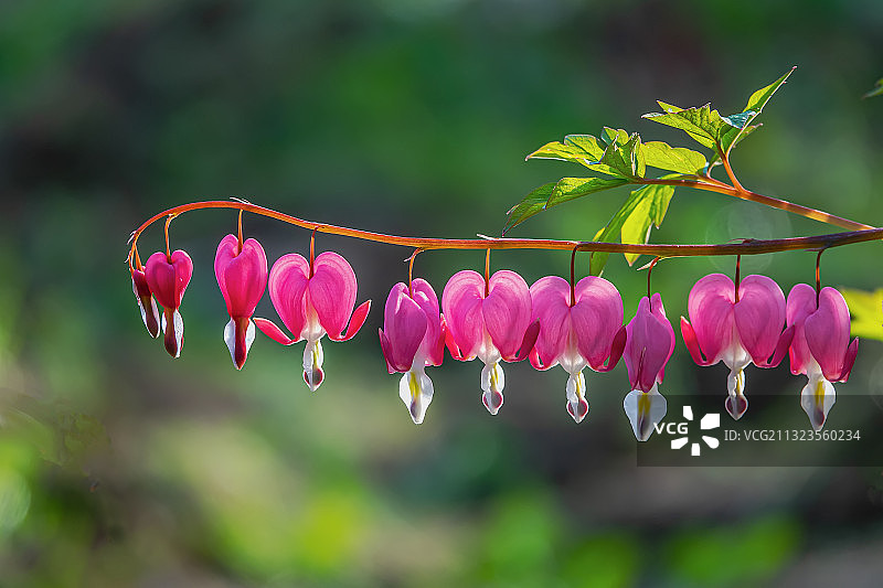 荷包牡丹图片素材