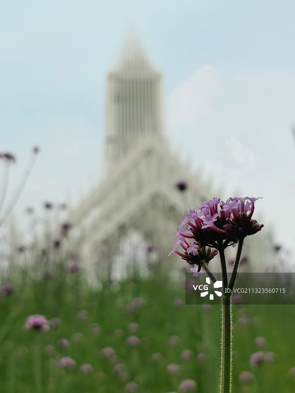 贤鲁岛图片素材