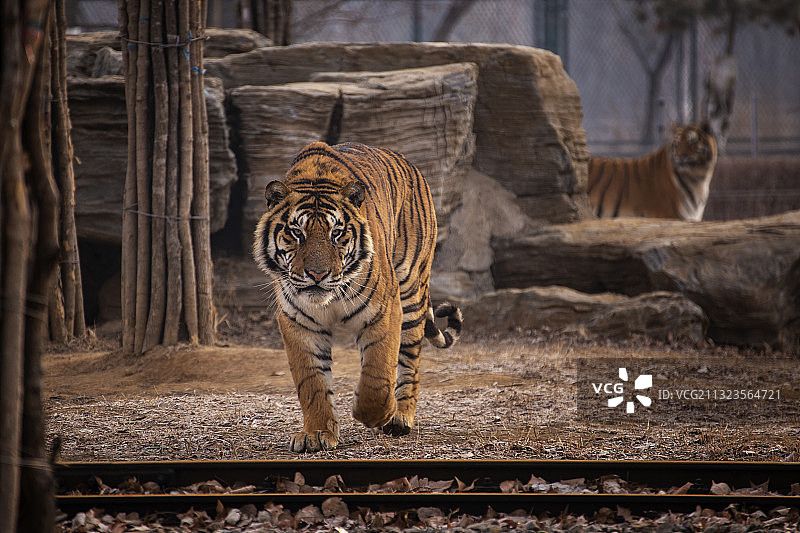 踱步的老虎图片素材