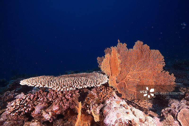 西沙群岛珊瑚图片素材