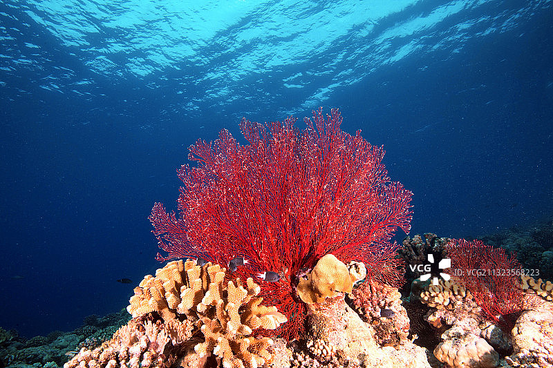西沙群岛珍宝红珊瑚图片素材
