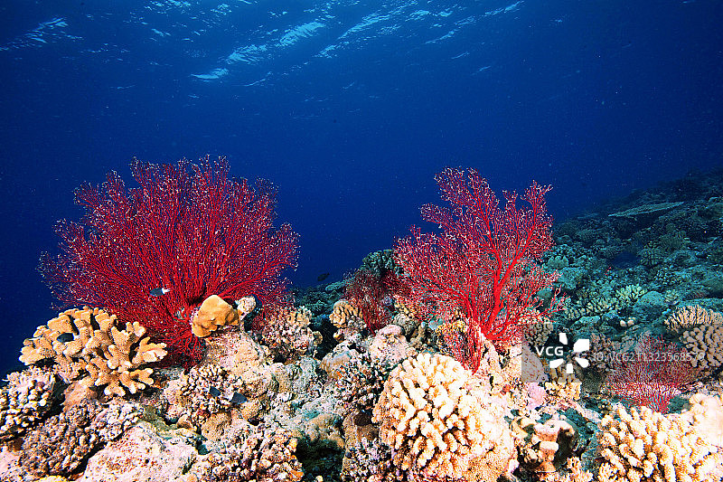 西沙群岛珍宝红珊瑚三连株图片素材