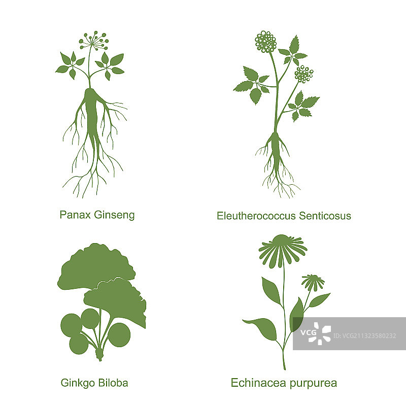 植物轮廓图片素材