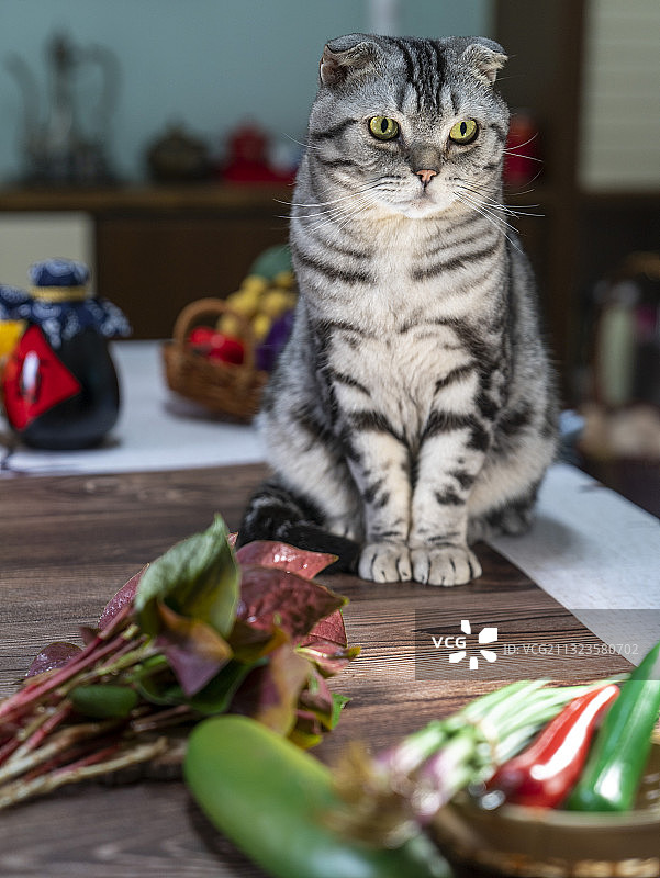 短毛猫与美食图片素材