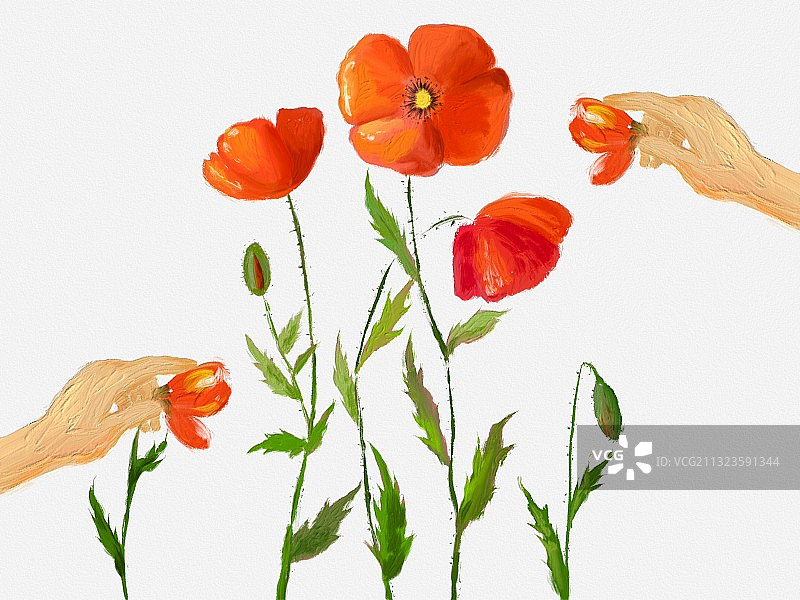 虞美人图片素材