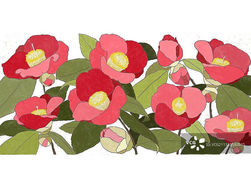 山茶花图片素材