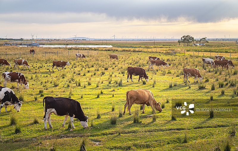 夕阳下张北草原牧场图片素材
