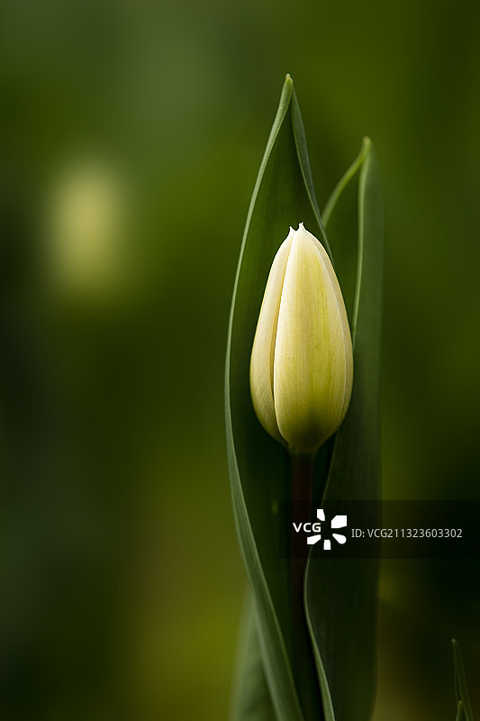 郁金香图片素材