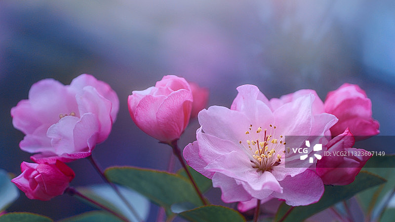 海棠迎春图片素材