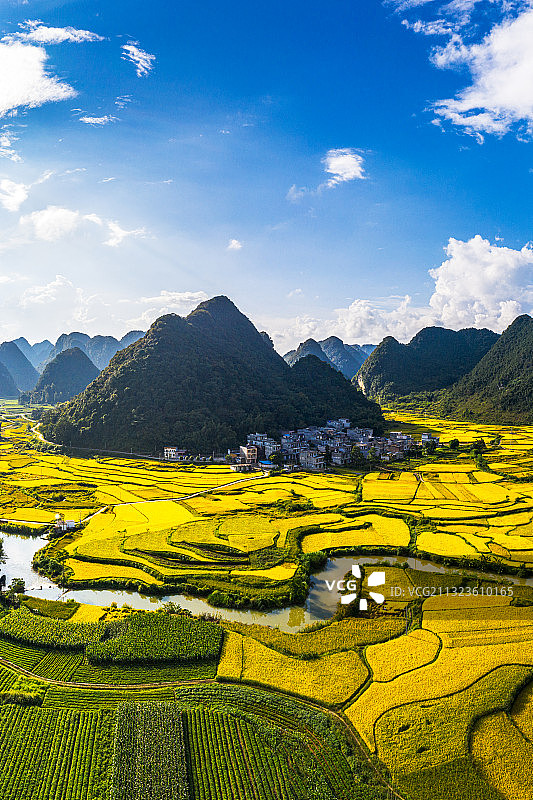 金色的稻田靖西图片素材